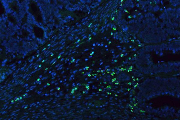 pb9057 mpo primary antibodies if testing 9