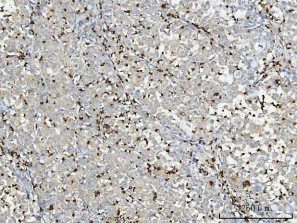 pb9057 mpo primary antibodies ihc testing 3_1