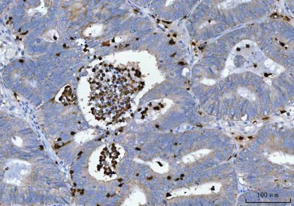 pb9057 mpo primary antibodies ihc testing 4_1