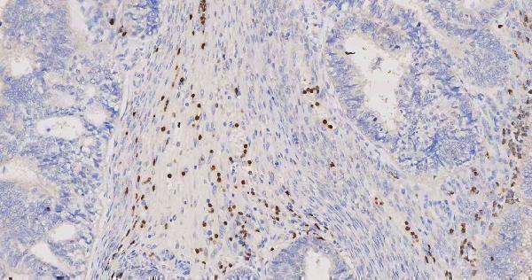 pb9057 mpo primary antibodies ihc testing 6