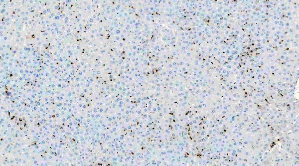 pb9057 mpo primary antibodies ihc testing 7