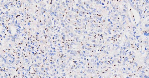 pb9057 mpo primary antibodies ihc testing 8