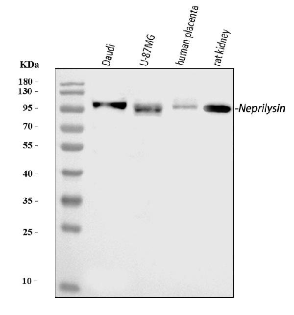 Western blot analysis of CD10/MME using anti-CD10/MME antibody (PB9058).