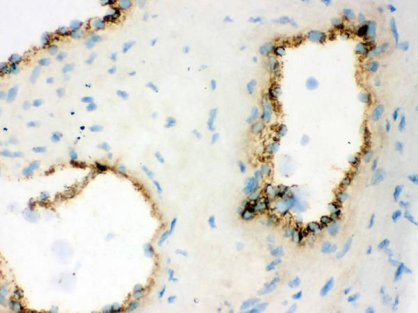 pb9062 vwf primary antibodies ihc testing 3