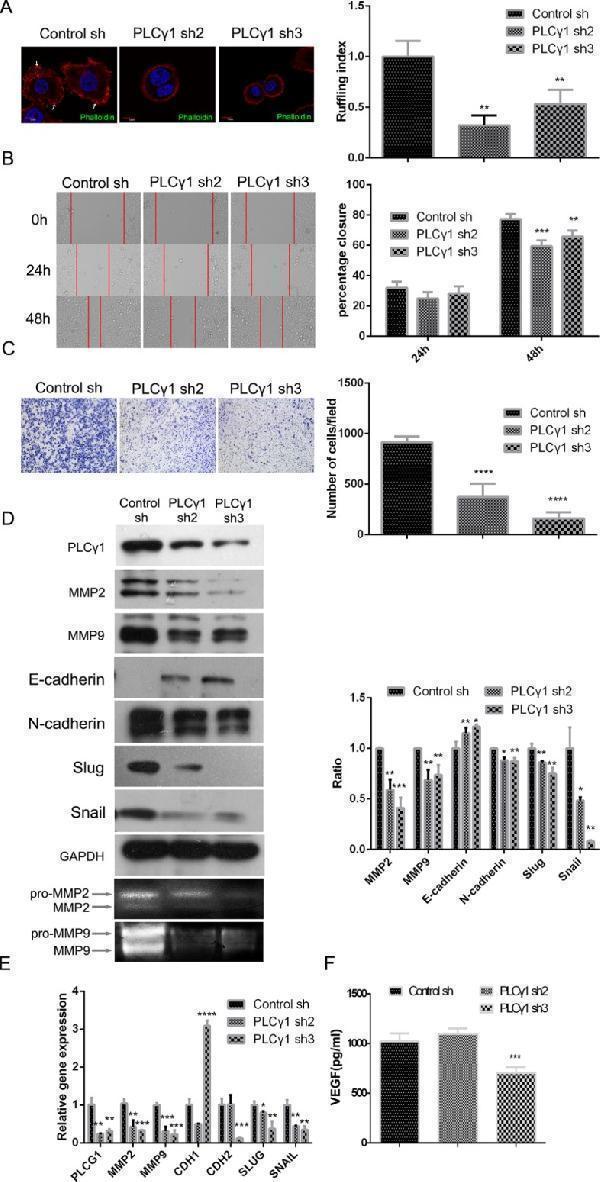 pb9071 oncotarget 07 8043 g002 Lentivirus-mediated PLCγ1 shRNA could suppress migration in human gastric adenocarcinoma BGC-823 cells. Cells were transduced with lentivirus-mediated PLCγ1 shRNA2/3 vectors. ( A ) The formation of membrane ruffles was detected using Ruffling assay as described in Materials and Methods. The cell nuclei were stained DAPI (blue) and the membrane ruffles were stained rhodamine-conjugated phalloidin (red). Scale bar = 10 μm. ( B and C ) The migration ability was measured using Transwell assay (B, magnification × 100) and Scratch assay (C, magnification × 400) as described in Materials and Methods. ( D ) The protein levels of MMP2, MMP9, E-cadherin, N-cadherin, snail, slug, and GAPDH were detected with Western blotting analysis, and the pro and active forms of MMP2/9 were observed using gelatin zymography assay as described in Materials and Methods. ( E ) The mRNA levels of PLCG1, MMP2, MMP9, CDHI, CDH2, SNAIL, SLUG, and GAPDH were detected using Real-time PCR analysis as described in Materials and Methods. ( F ) The level of VEGF in extracellular matrix was detected using ELISA as described in Materials and Methods. Data are reported as means ± S.D. of three independent experiments (* P < 0.05, ** P < 0.01, *** P < 0.001, **** P < 0.0001, vs respective control).Index in PubMed under a CC BY license. PMID: 26811493
