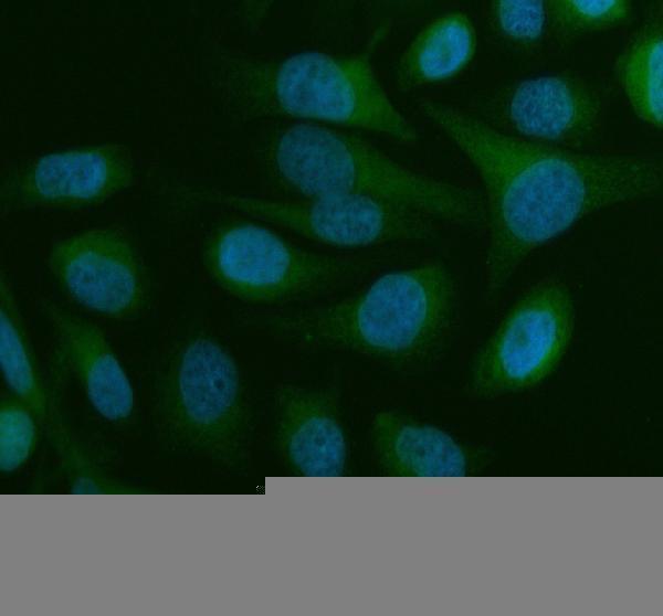  IF analysis of Beclin 1 using anti-Beclin 1 antibody (PB9076)