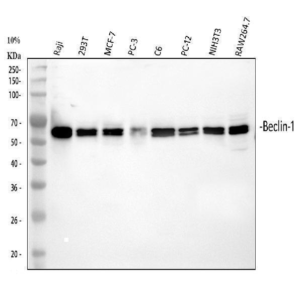  Western blot analysis of Beclin 1 using anti-Beclin 1 antibody (PB9076)