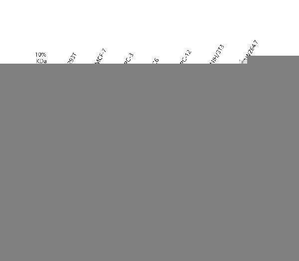pb9076 beclin 1 primary antibodies wb testing 4