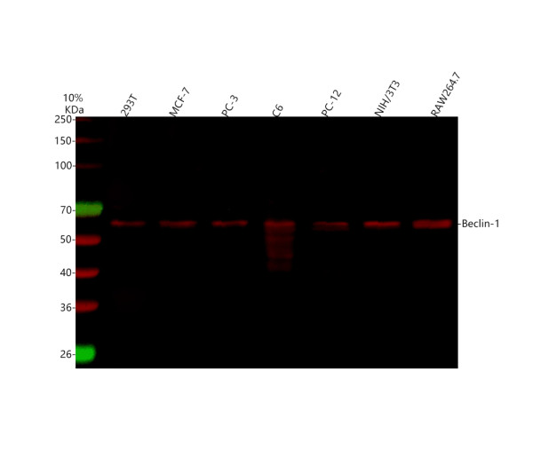 pb9076 beclin 1 primary antibodies wb testing 4_1