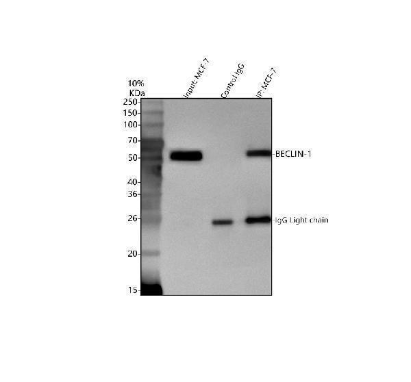 pb9076 becn1 primary antibodies ip testing 5_1