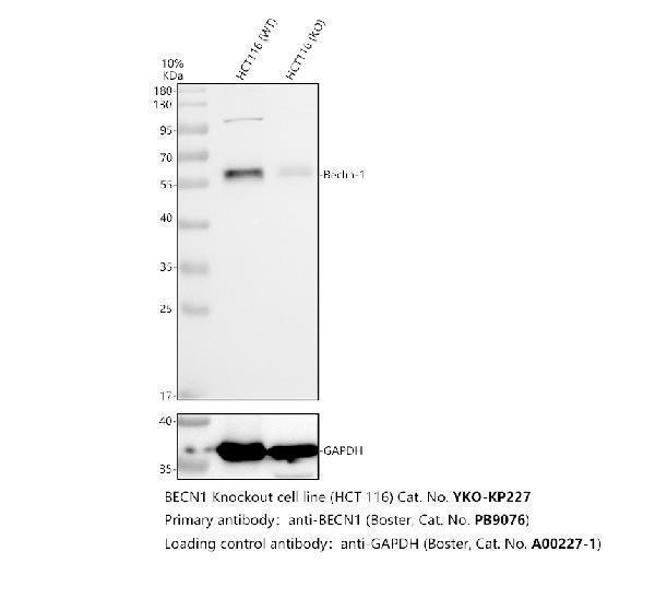 pb9076 becn1 primary antibodies wb testing 2