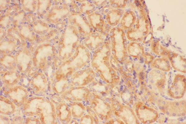 pb9079 1 ihc anti cxcr3 picoband antibody