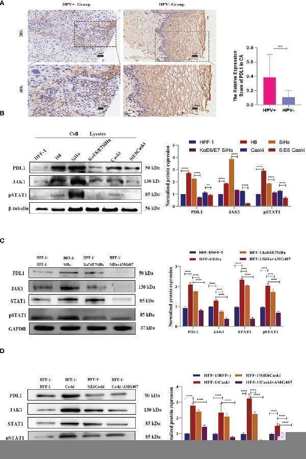 Through transwell co-culture with HPV+ cells (SiHa and Caski), PD-L1 expression in HFF-1 cells were induced by CXCL10-CXCR3 interaction, while were decreased after co-culture with the HPV+ cells which E6 and E7 has been knocked down or treatment with AMG487