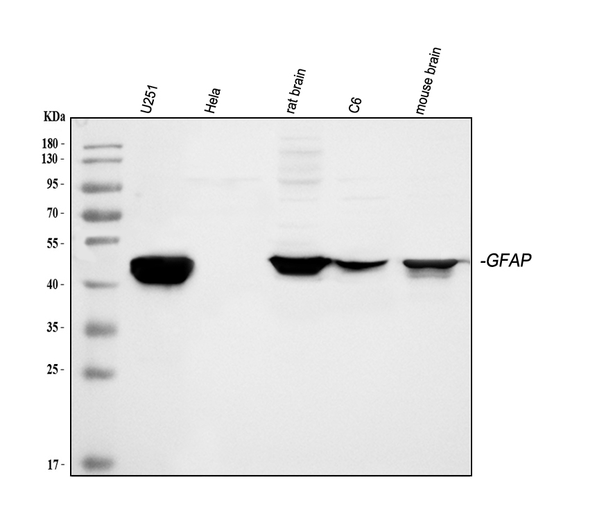 pb9082 gfap primary antibodies wb testing 1_1_1