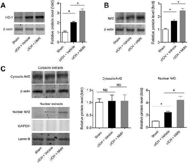 Involvement of Nrf2/HO-1 signaling pathway in therapeutic effects of NMN