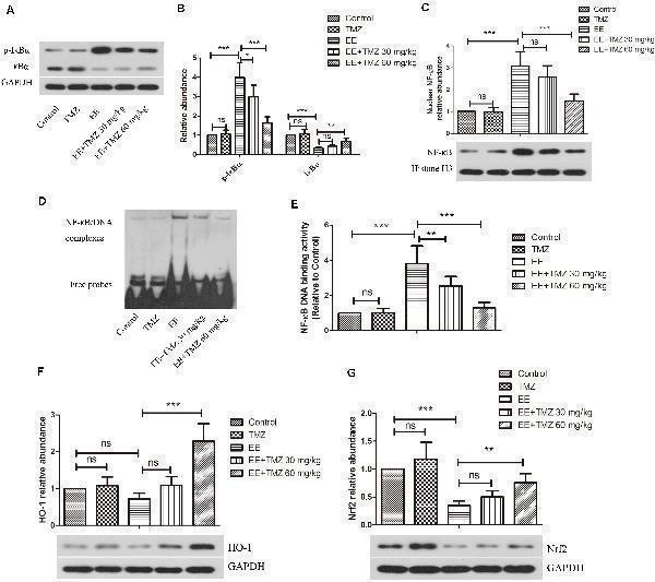 Trimetazidine restrained EE-induced activation of NF-κB and inactivation of HO-1/Nrf2 signaling pathways