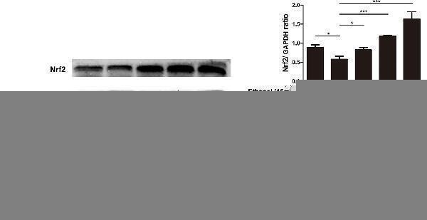 Effects of magnolol on mice alcohol-induced liver damage in the Nrf2/HO-1 signaling pathway