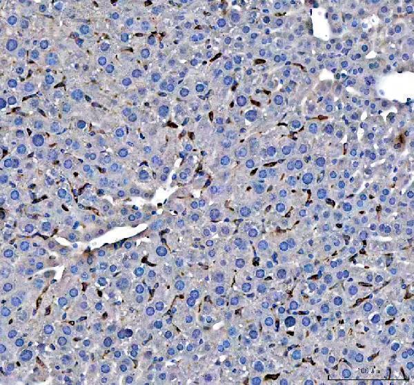 pb9085 hmox1 primary antibodies ihc testing 1
