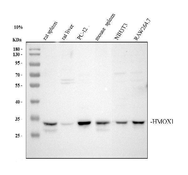pb9085 hmox1 primary antibodies wb testing 1_1