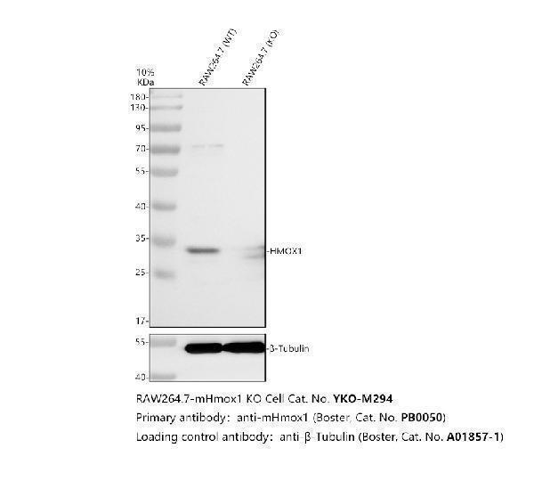 pb9085 hmox1 primary antibodies wb testing 2
