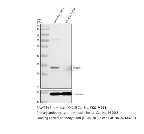 pb9085 hmox1 primary antibodies wb testing 2_1