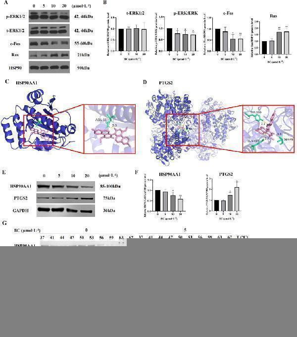 pb9089 fphar 15 1434812 g009
