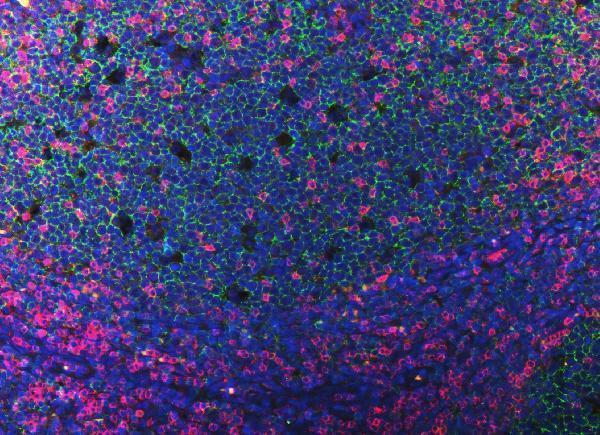 pb9093 cd3e primary antibodies if testing 8_1
