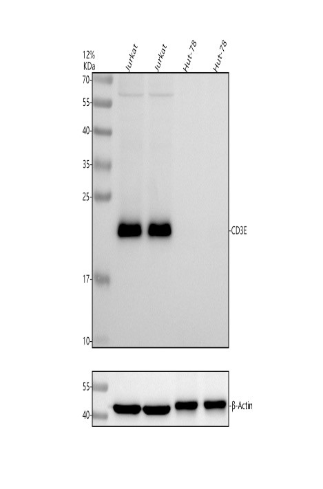 pb9093 cd3e primary antibodies wb testing 2_1
