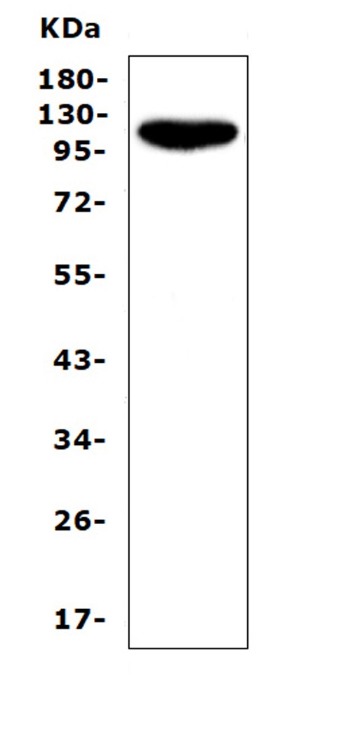 Figure 1. Western blot analysis of CD43 using anti-CD43 antibody (PB9095). Electrophoresis was performed on a 5-20% SDS-PAGE gel at 70V (Stacking gel) / 90V (Resolving gel) for 2-3 hours. The sample well of each lane was loaded with 50ug of sample under reducing conditions. Lane 1: human Jurkat whole cell lysates. After Electrophoresis, proteins were transferred to a Nitrocellulose membrane at 150mA for 50-90 minutes. Blocked the membrane with 5% Non-fat Milk/ TBS for 1.5 hour at RT. The membrane was incubated with rabbit anti-CD43 antigen affinity purified polyclonal antibody (Catalog # PB9095) at 0.5 microg/mL overnight at 4°C, then washed with TBS-0.1%Tween 3 times with 5 minutes each and probed with a goat anti-rabbit IgG-HRP secondary antibody at a dilution of 1:10000 for 1.5 hour at RT. The signal is developed using an Enhanced Chemiluminescent detection (ECL) kit (Catalog # EK1002) with Tanon 5200 system. A specific band was detected for CD43 at approximately 115KD. The expected band size for CD43 is at 40KD.