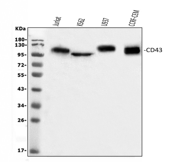 pb9095 cd43 primary antibodies wb testing 1