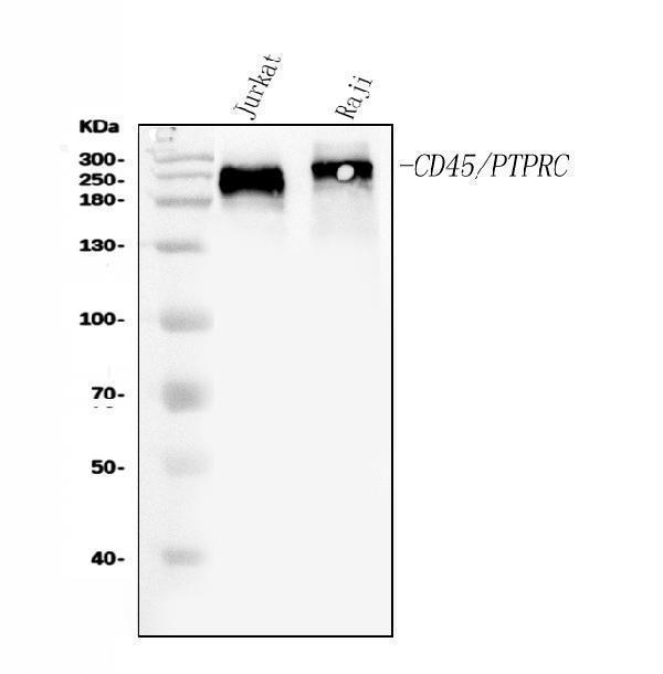 pb9096 cd45 primary antibodies wb testing 1