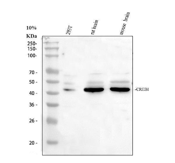pb9100 creb1 primary antibodies wb testing 1