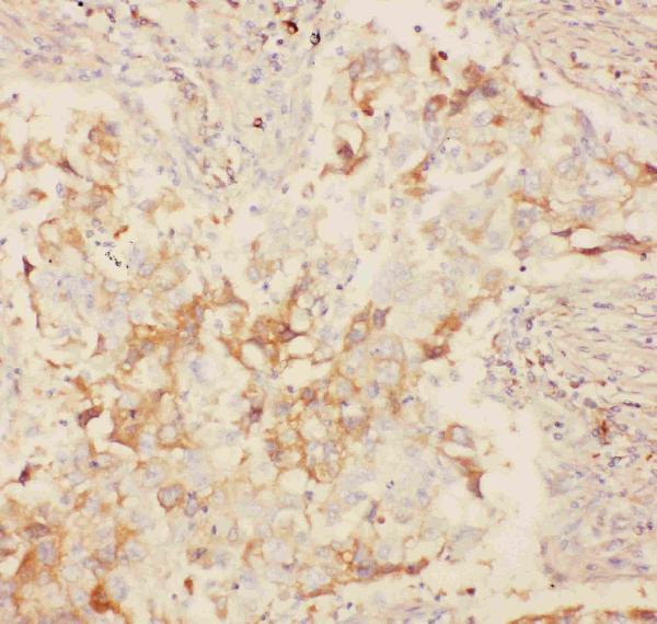 pb9111 2 ihc anti kv2 1 picoband antibody_1_1