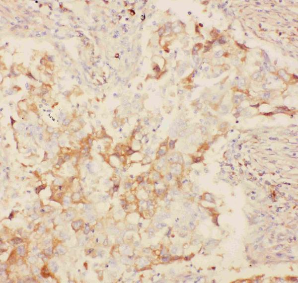 pb9111 2 ihc anti kv2 1 picoband antibody_1_2