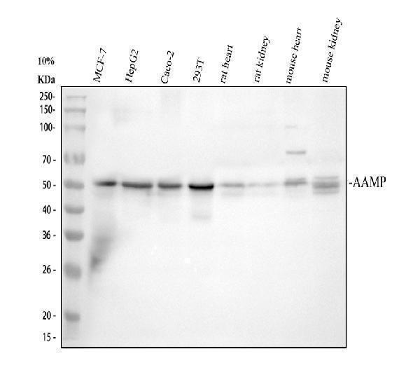 pb9123 aamp primary antibodies wb testing 1