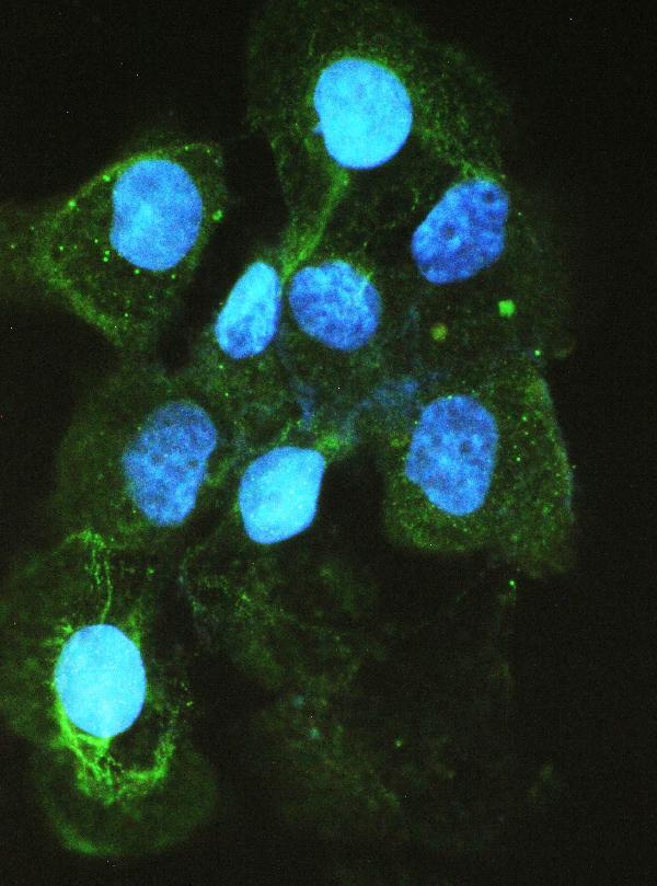 Figure 8. IF analysis of ACE using anti-ACE antibody (PB9124). ACE was detected in immunocytochemical section of A431 cell. Enzyme antigen retrieval was performed using IHC enzyme antigen retrieval reagent (AR0022) for 15 mins. The cells were blocked with 10% goat serum. And then incubated with 2microg/mL rabbit anti-ACE Antibody (PB9124) overnight at 4°C. DyLight®488 Conjugated Goat Anti-Rabbit IgG (BA1127) was used as secondary antibody at 1:100 dilution and incubated for 30 minutes at 37°C. The section was counterstained with DAPI. Visualize using a fluorescence microscope and filter sets appropriate for the label used. Figure 8. IF analysis of ACE using anti-ACE antibody (PB9124). ACE was detected in immunocytochemical section of A431 cell. Enzyme antigen retrieval was performed using IHC enzyme antigen retrieval reagent (AR0022) for 15 mins. The cells were blocked with 10% goat serum. And then incubated with 2microg/mL rabbit anti-ACE Antibody (PB9124) overnight at 4°C. DyLight®488 Conjugated Goat Anti-Rabbit IgG (BA1127) was used as secondary antibody at 1:100 dilution and incubated for 30 minutes at 37°C. The section was counterstained with DAPI. Visualize using a fluorescence microscope and filter sets appropriate for the label used.