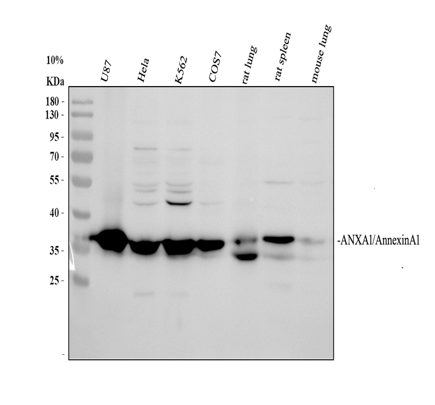 pb9127 annexin a1 primary antibodies wb testing 1