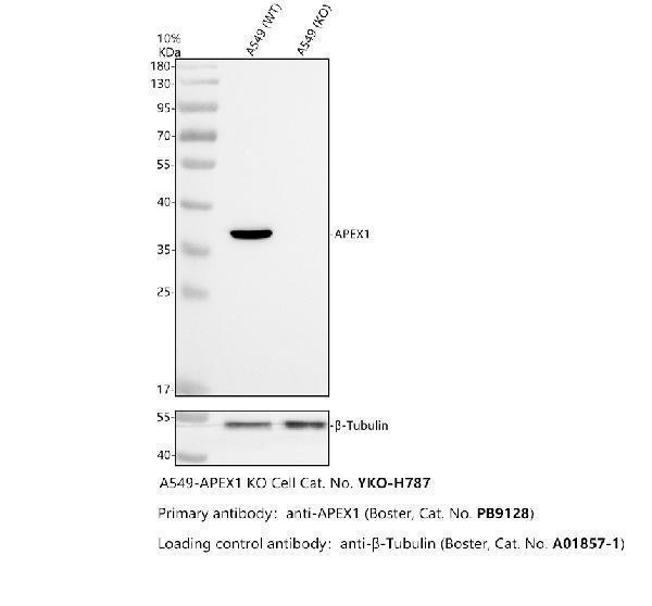 Western blot analysis of APEX1 using anti-APEX1 antibody (PB9128)