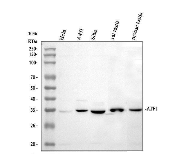 pb9130 atf1 primary antibodies wb testing 1_1