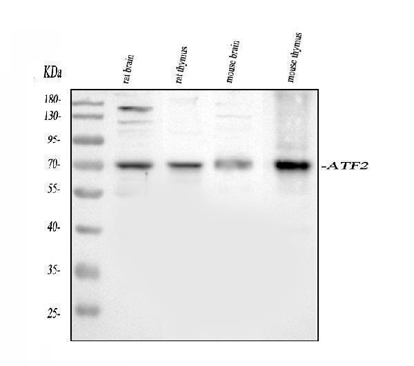 pb9131 atf2 primary antibodies wb testing 2