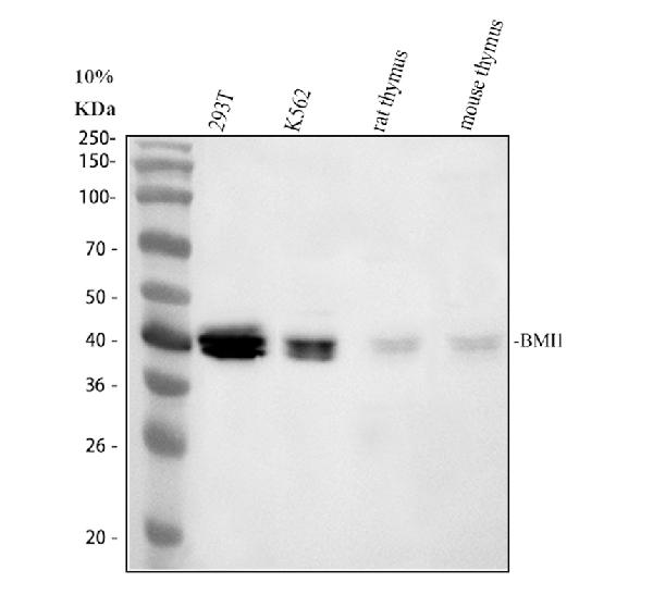 Western blot analysis of Bmi1 using anti-Bmi1 antibody (PB9133)