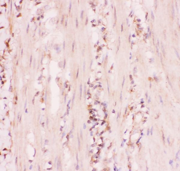 pb9144 3 ihc anti mrp4 picoband antibody