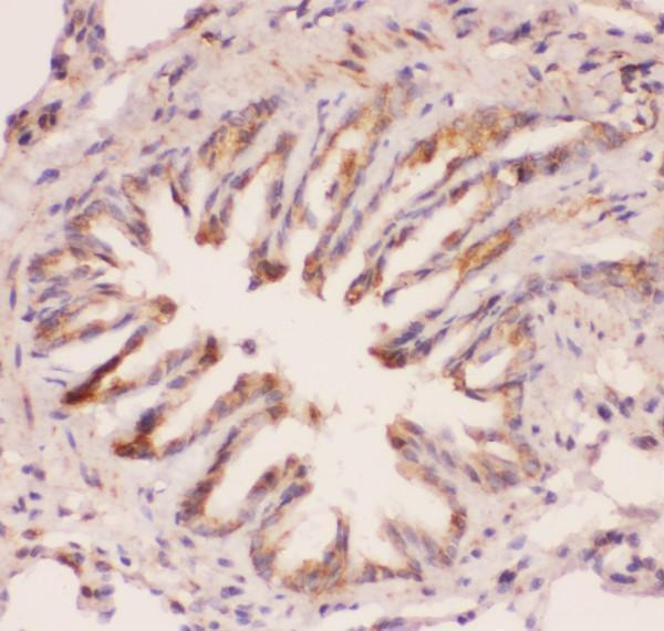 pb9148 3 ihc anti myd88 picoband antibody