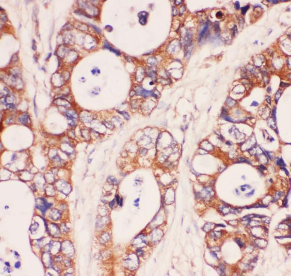 pb9148 4 ihc anti myd88 picoband antibody