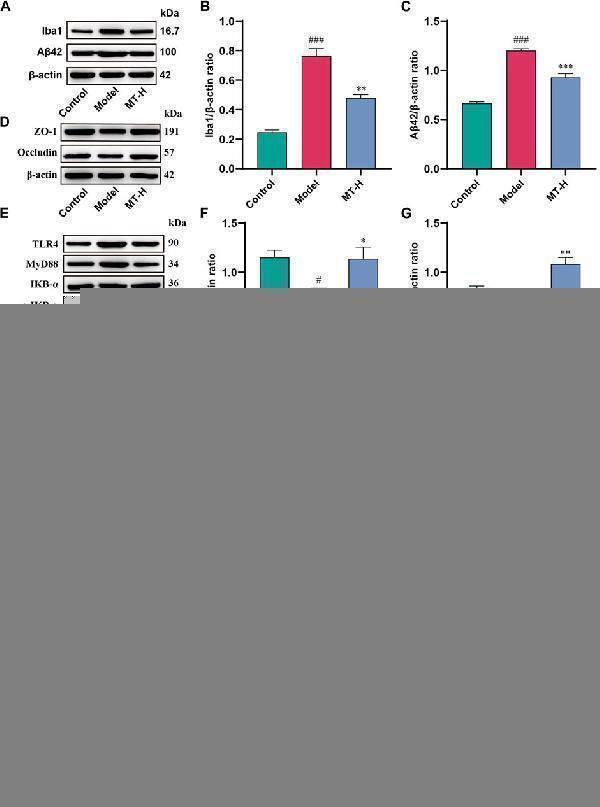 pb9148 fphar 15 1430599 g005