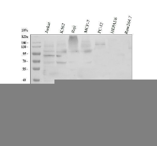 pb9148 myd88 primary antibodies wb testing 1