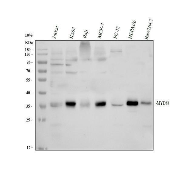 pb9148 myd88 primary antibodies wb testing 1_1
