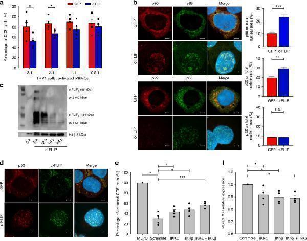 FLIP activates the canonical NF-κB pathway in myeloid cells