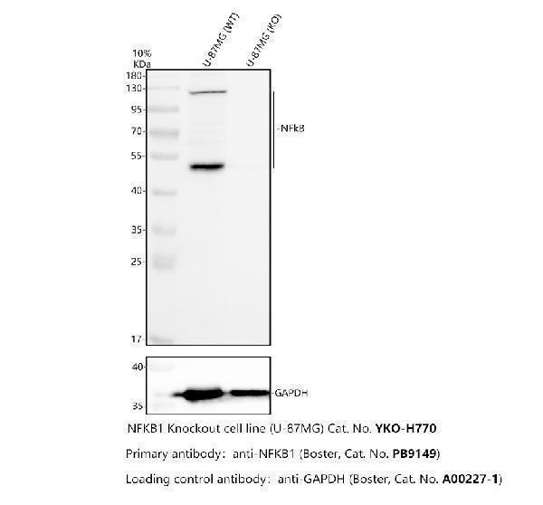 pb9149 nfkb primary antibodies wb testing 2