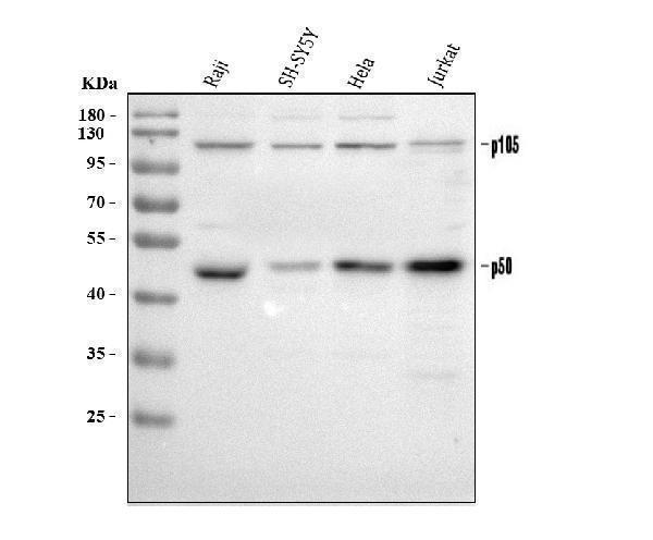  Western blot analysis of NFkB p105/p50/NFKB1 using anti-NFkB p105/p50/NFKB1 antibody (PB9149)